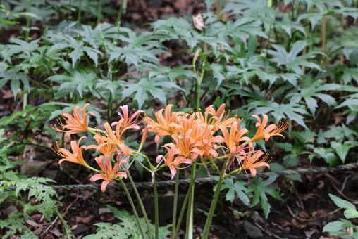 Photo, great fox razor, flower, razor of the great fox, 