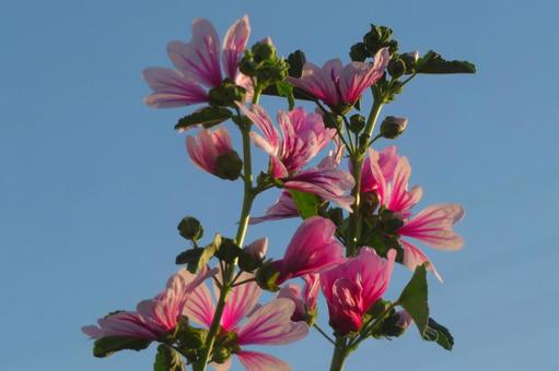 6月上旬の庭の陽を浴びるゼニアオイの花 6月上旬の庭の陽を浴びるゼニアオイの花の写真