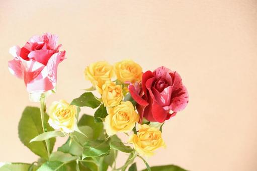 絞りと黄色の荒 絞りと黄色の荒の写真