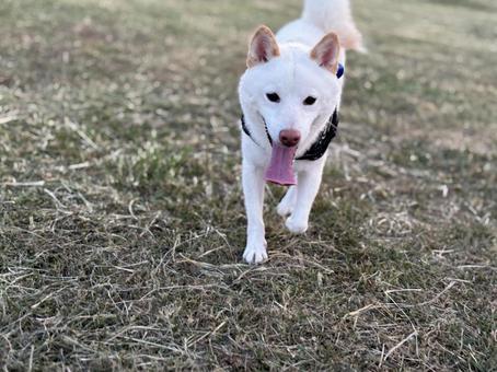 Dog Run Shiba, JPG