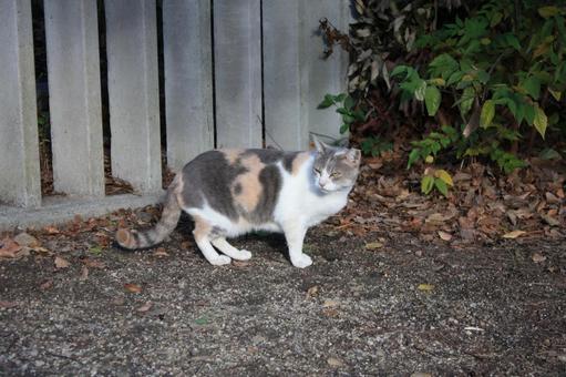 stray cat, JPG