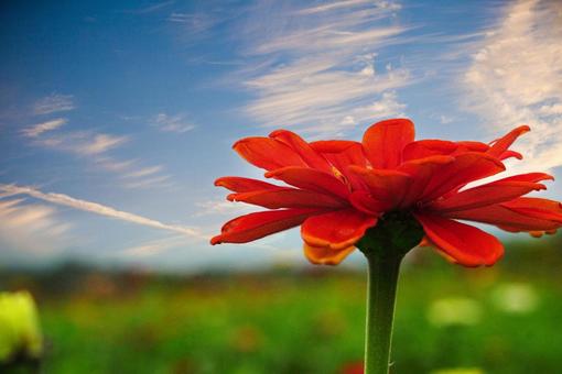 夕暮れと百日草の写真