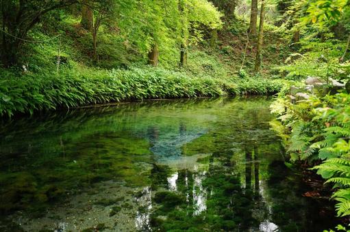 熊本 白川水源の湧き水2 熊本 白川水源の湧き水2の写真