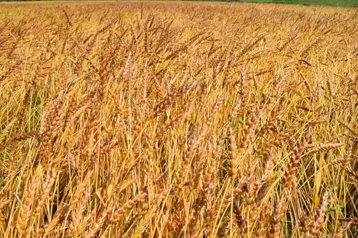 黄金色のムギ畑 黄金色のムギ畑,ムギ畑,麦畑の写真素材