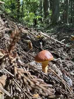 きのこ(ハナイグチ) きのこ(ハナイグチ) きのこ,キノコ,茸の写真素材