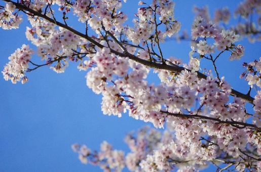 桜と青空 桜と青空の写真