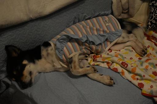 ストライプの服でお昼寝するワンちゃん ストライプの服でお昼寝するワンちゃんの写真