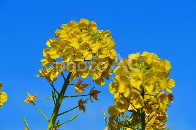 １月上旬の菜の花畑 背景,菜の花畑,菜の花の写真素材