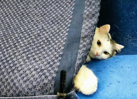 白いネコ・メインクーンミックス 白いネコ・メインクーンミックスの写真