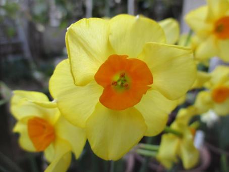 Daffodil, JPG