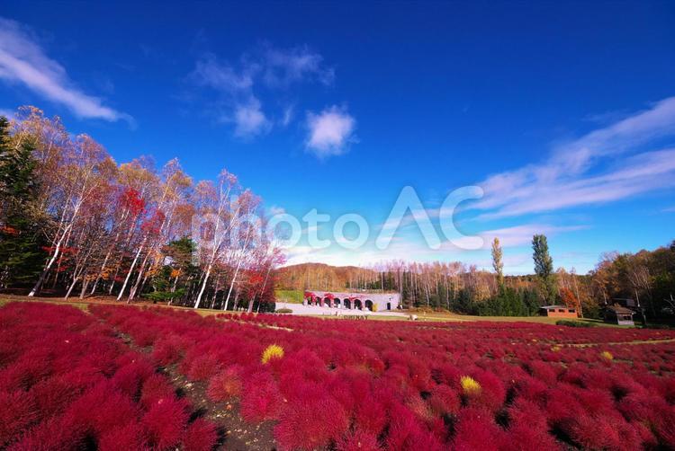 真っ赤に染まったコキア 滝野すずらん,旅行,花の写真素材