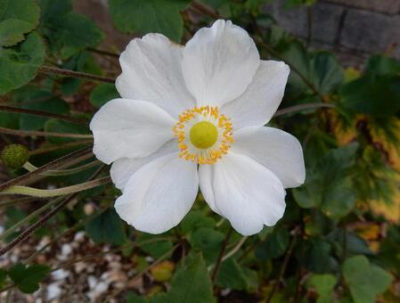 【花の写真】シュウメイギク シュウメイギク,秋明菊,白の写真素材