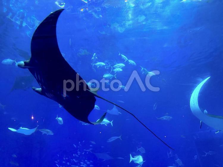水族館で泳ぐマンタと魚 水族館,魚,マンタの写真素材