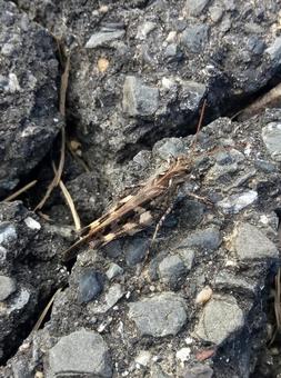 クルマバッタモドキ クルマバッタモドキの写真