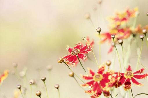 赤い花 赤い花の写真