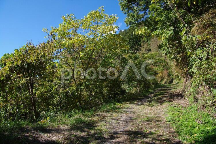 林道の風景 林道,登山道,ハイキングの写真素材