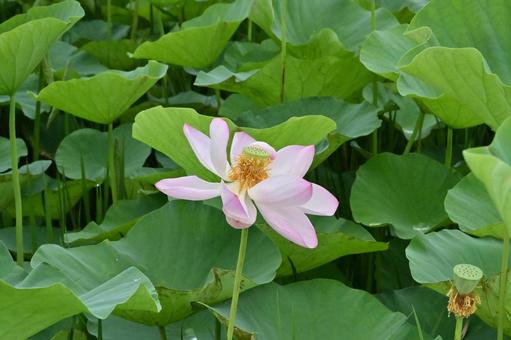蓮の花 蓮の花の写真