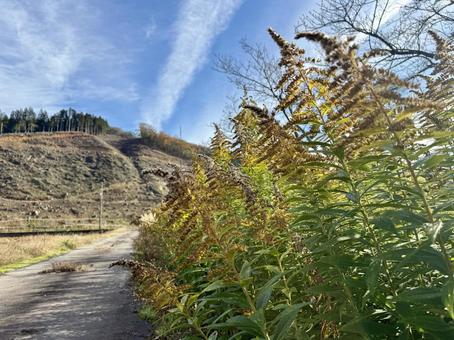 枯れる直前のセイタカアワダチソウ 枯れる,セイタカアワダチソウ,11月の写真素材