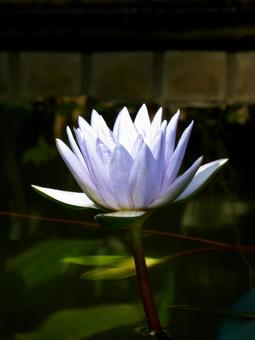 屋内の池で開花した青紫色のスイレン スイレン,花,植物の写真素材