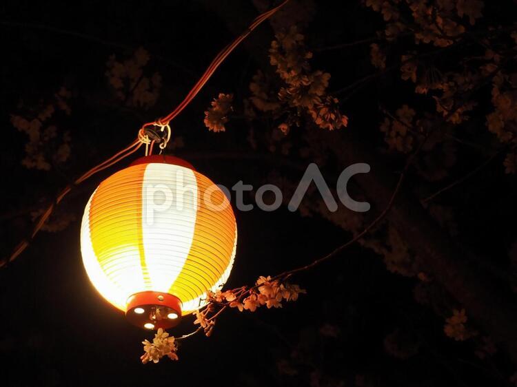 夜桜と提灯 提灯,夜桜,桜の写真素材