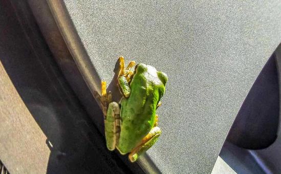 Photo, a frog, specific japanese species, natural, 