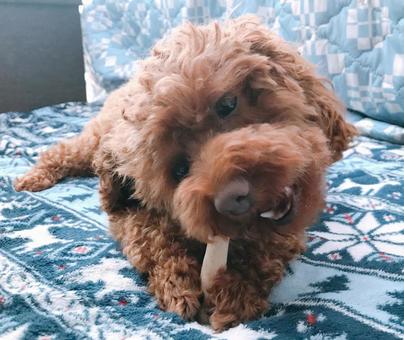 トイプードル トイプードル トイプードル,犬,愛犬の写真素材