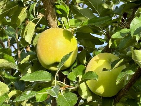 Photo, apple, fruit trees, fruits, 