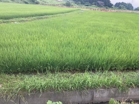 田んぼ06 田んぼ06 風景,田んぼ,田舎の写真素材