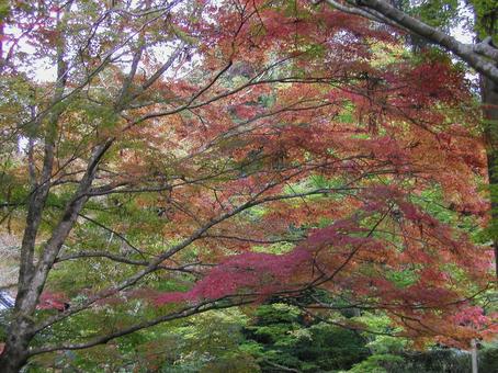 京都 大原 京都 大原の写真