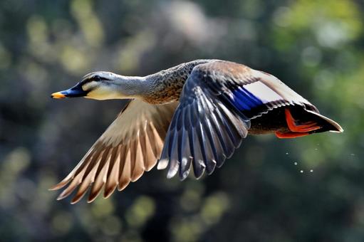カルガモの飛行の写真