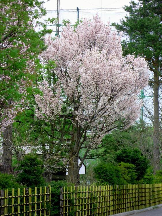 桜　１本桜 公園,季節,庭園の写真素材