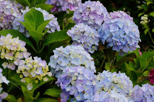 あじさい あじさい 紫陽花,植物,6月の写真素材