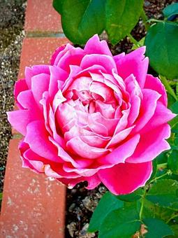 薔薇 薔薇,ピンク,花の写真素材