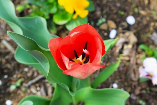 Red tulips (in Machida, Tokyo), JPG Red tulips (in Machida, Tokyo), JPG