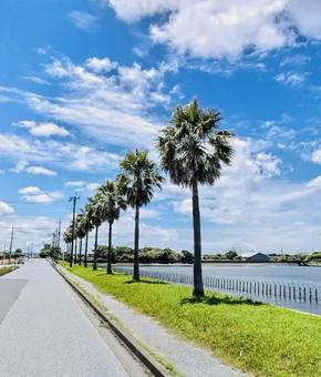海岸沿いの道路 海岸沿い,道路,椰子の木の写真素材