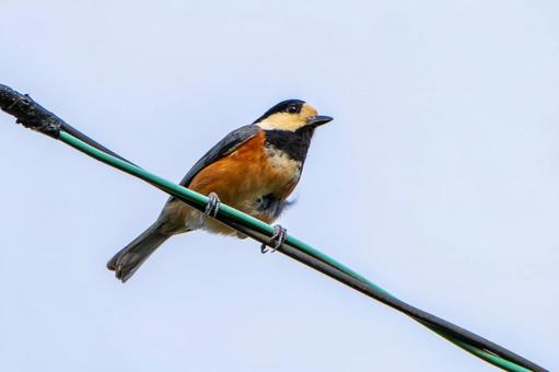 電線に止まるヤマガラ 電線に止まるヤマガラ 山雀,やまがら,ヤマガラの写真素材
