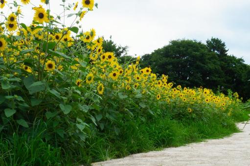 ひまわりの咲く小道 ひまわりの咲く小道 ひまわり,黄色,花の写真素材