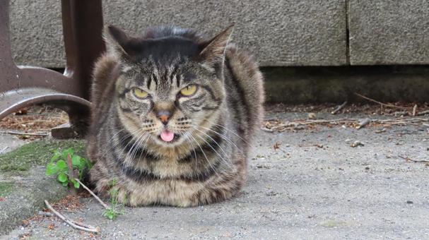 ベンチの下で寛ぐモフモフで可愛い猫 ベンチの下で寛ぐモフモフで可愛い猫 猫,キジトラ,舌の写真素材
