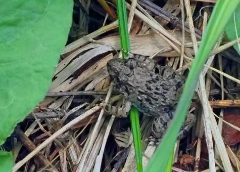 畑で見つけたヘリグロヒキガエル 畑で見つけたヘリグロヒキガエル ヘリグロヒキガエル,爬虫類,畑の写真素材