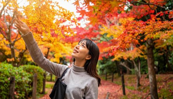 紅葉狩り  紅葉を見上げて楽しむ女性 紅葉狩り  紅葉を見上げて楽しむ女性の写真