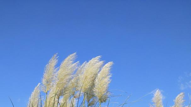 初秋の河口湖畔に咲くパンパスグラス 初秋の河口湖畔に咲くパンパスグラス パンパスグラス,初秋,花穂の写真素材