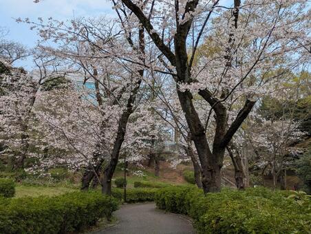 桜 桜,春,自然の写真素材