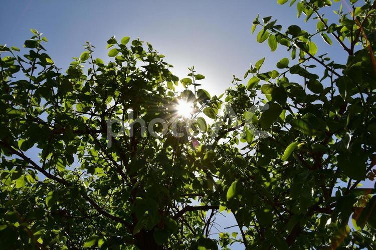 新緑の季節　緑から漏れる太陽の光 葉っぱ,明るい,美しいの写真素材