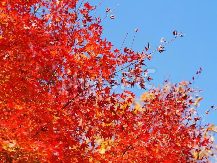 紅葉が綺麗なモミジと青空の風景写真 枝,木の枝,枯れ木の写真素材