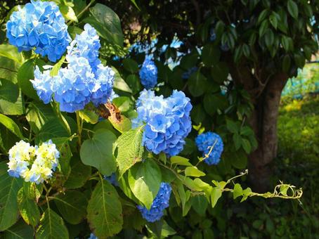 日本の花 日本の花の写真