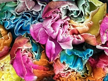 花（カーネーション） 花,アップ,植物の写真素材