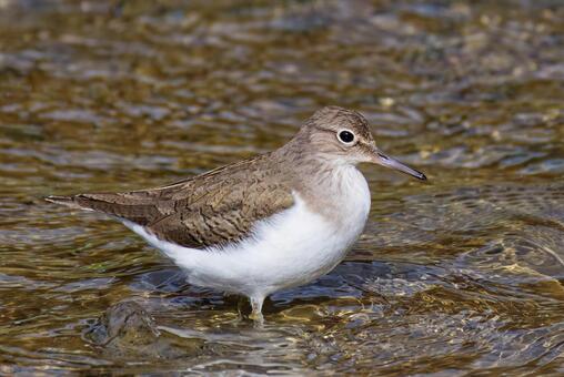 水辺を歩くイソシギ イソシギ,磯鴫,シギの写真素材