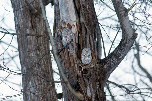 冬の森で寄り添うエゾフクロウ エゾフクロウ,フクロウ,野鳥の写真素材