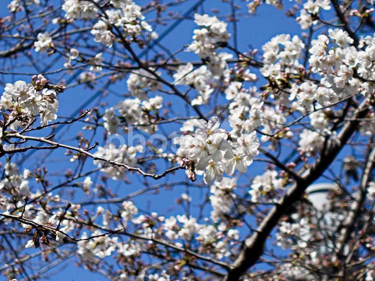 桜 桜,春,桜の花の写真素材