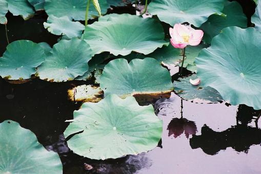 蓮の花7 蓮の花7の写真
